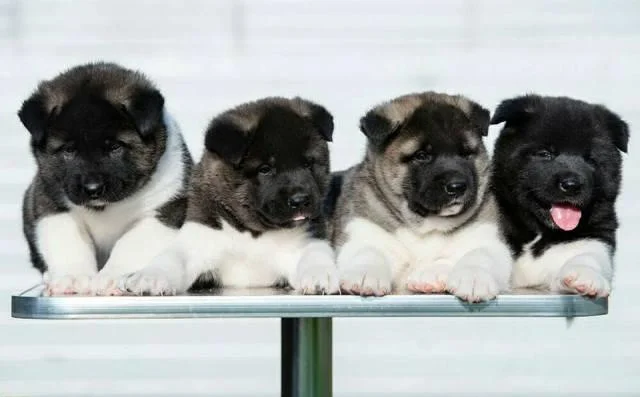 Americka Akita, novo leglo