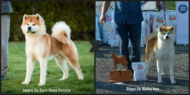 Akita, vrhunsko leglo !!
