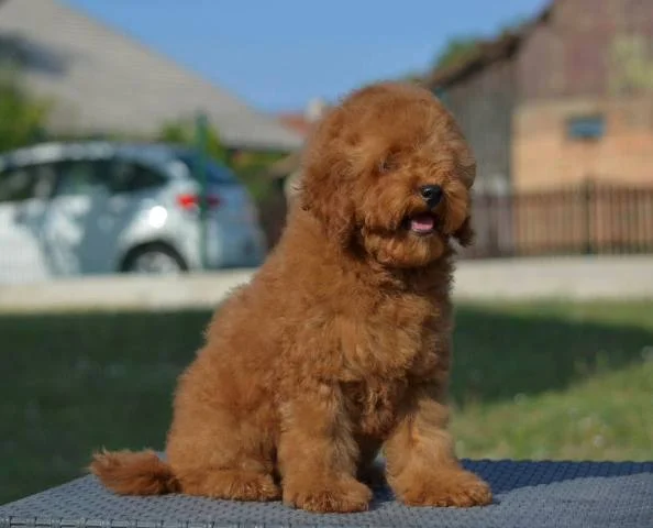 Patuljasta pudla, muški štenci