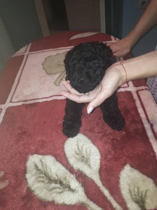 Francuska srednja pudla štene na prodaju