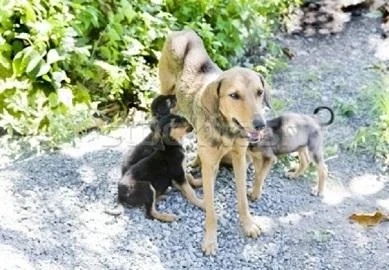 Да ги срушиме предрасудите за стерилизација на милениците