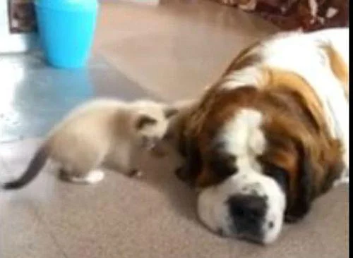 Мало маче кое го тормози големото кутре
