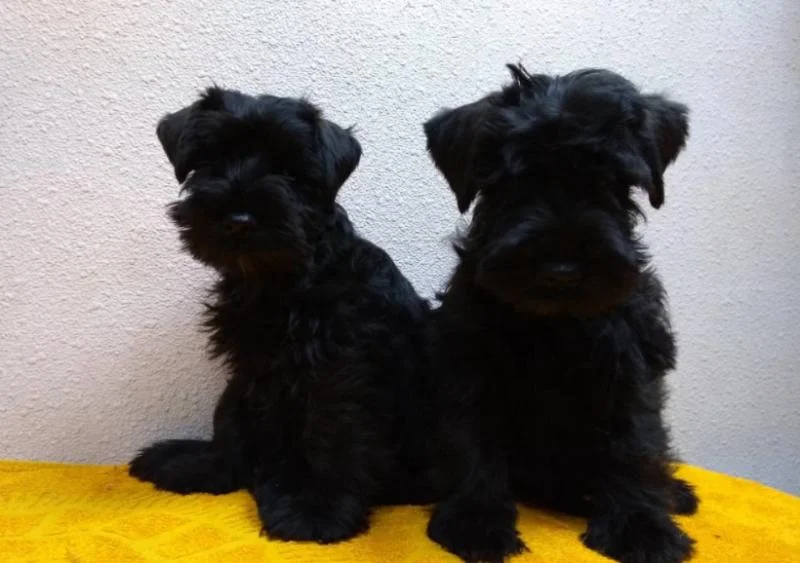 Patuljasti,srednji snaucer i veliki šnaucer stenci na prodaju
