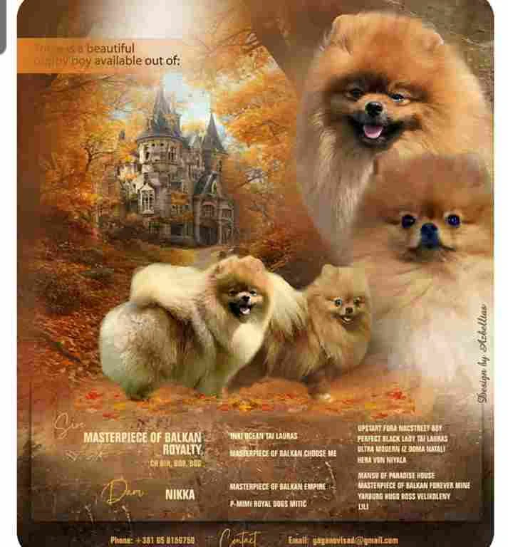 Prelepi pomeranac