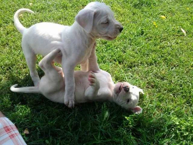 Dogo Argentino, štenci