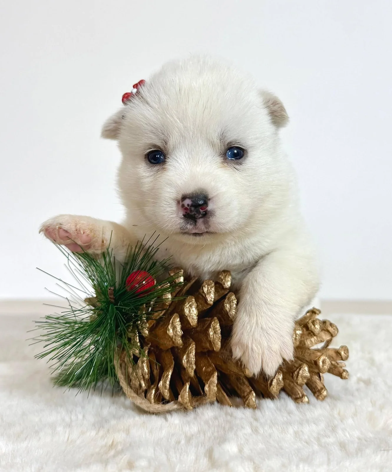 Pomsky-pomski (pomeranac haski)