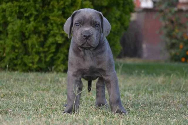 Sivi Cane Corso stenci