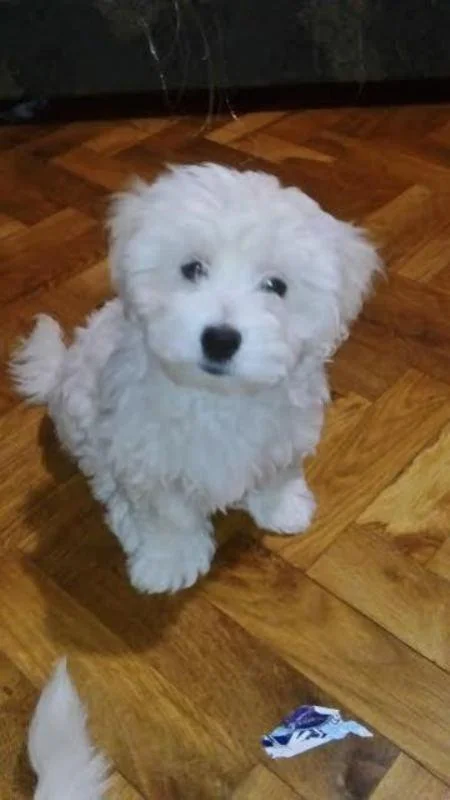 Coton de Tulear - štenci oba pola