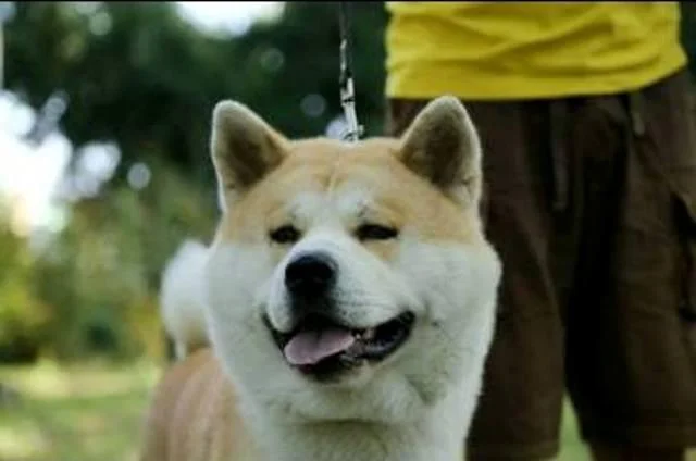 Akita Inu, rezervacija stenaca