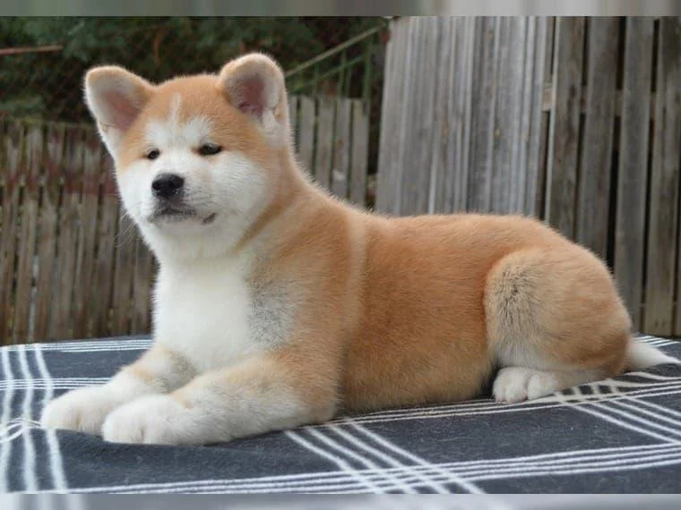 Akita inu štene