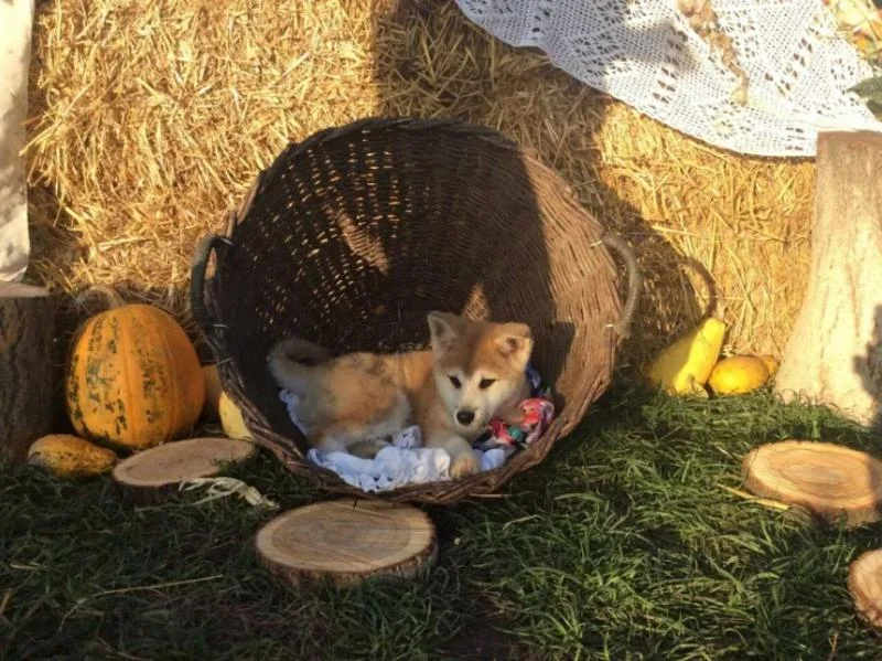 Akita inu i aljaski malamut stenci na prodaju
