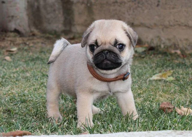 Mops, štenci