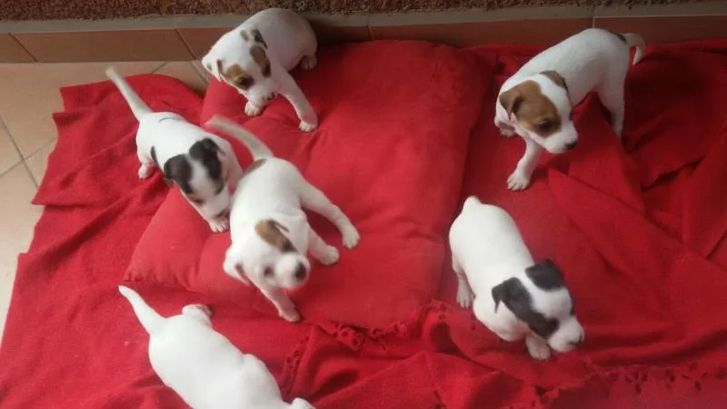 Jack Russell Terrier