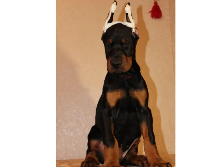 Doberman i rotvajler stenci na prodaju