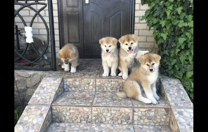 Akita inu i aljaski malamut stenci na prodaju