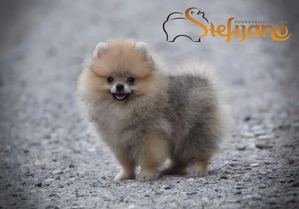 Pomeranac, fantastični štenci pomeranca