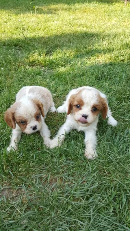 Cavalier King Charles Spaniel stenci na prodaju
