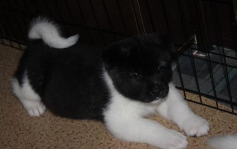 Akita inu i aljaski malamut stenci na prodaju