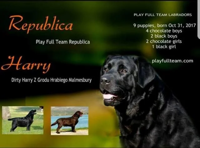 Labrador Retriver, čokoladna i crna štenad