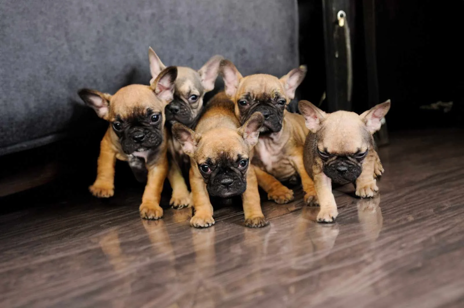 Francuski buldog 2 maski i 2 zenski baraat nov dom