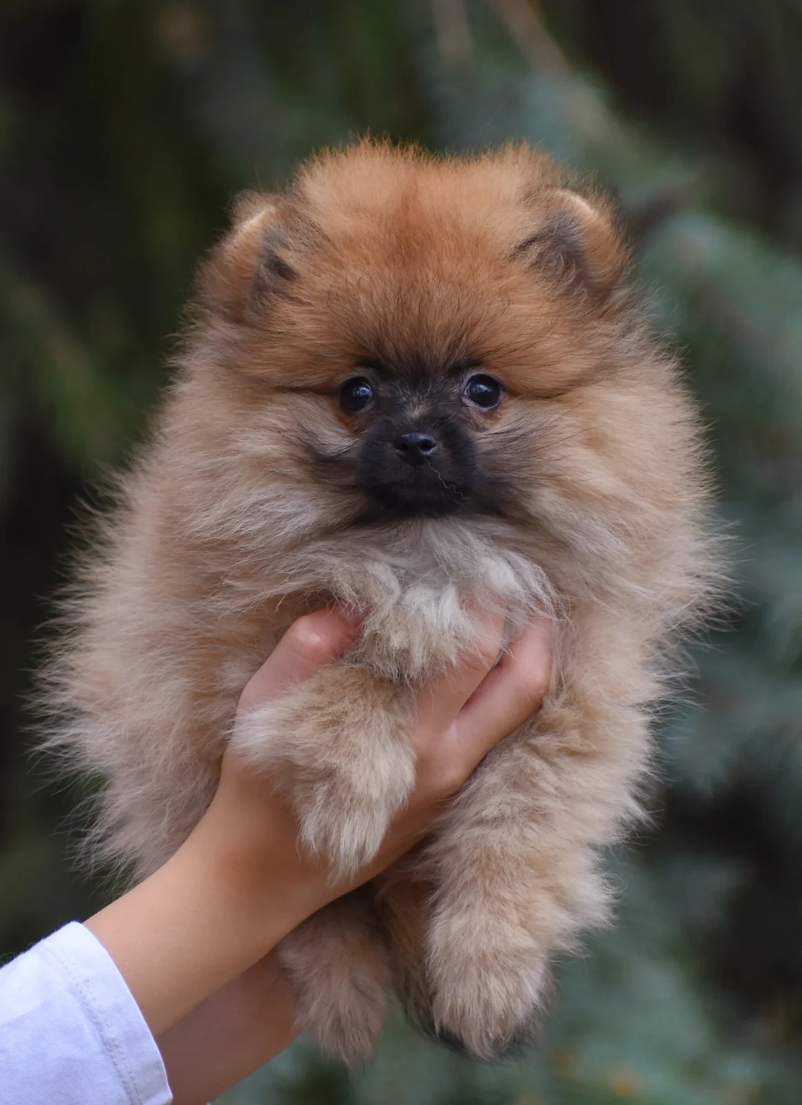 Pomeranci - Pomeranian