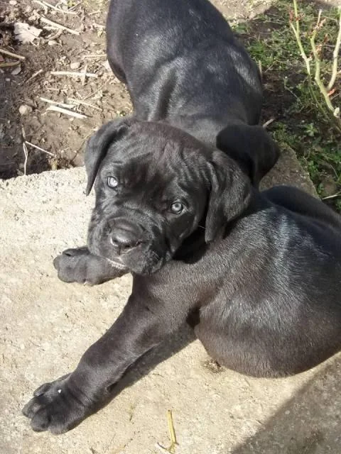 Cane Corso, stenci