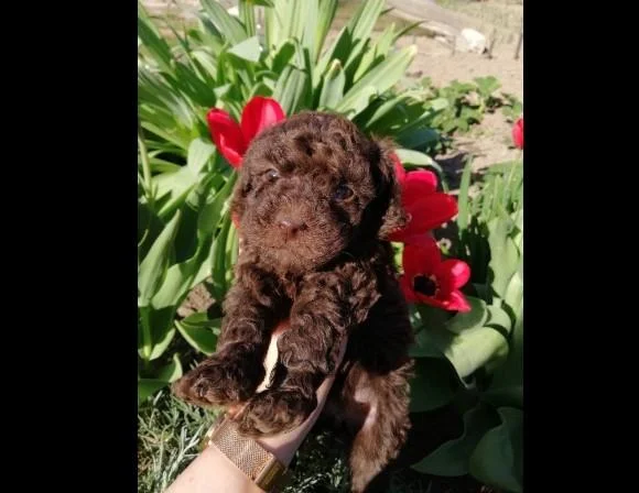 Pudla toy,patuljasta i srednja stenci na prodaju