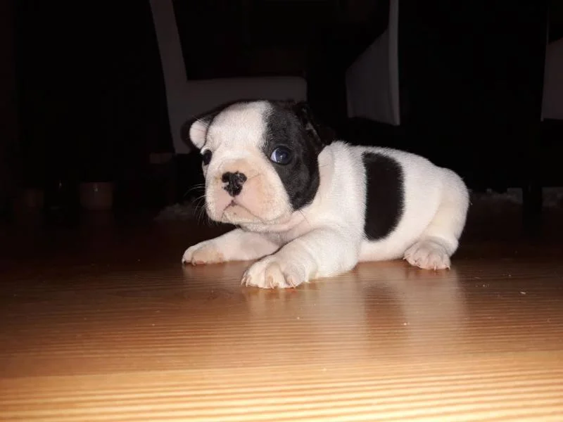 Francuski buldog stenci