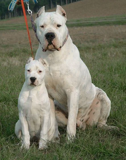 Dogo argentino i bulterijer stenci na prodaju