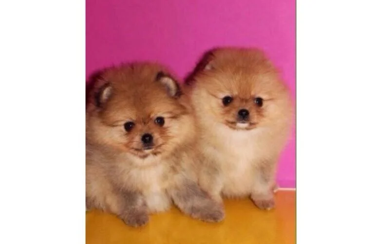 Pomeranski špic i nemacki spic stenci na prodaju