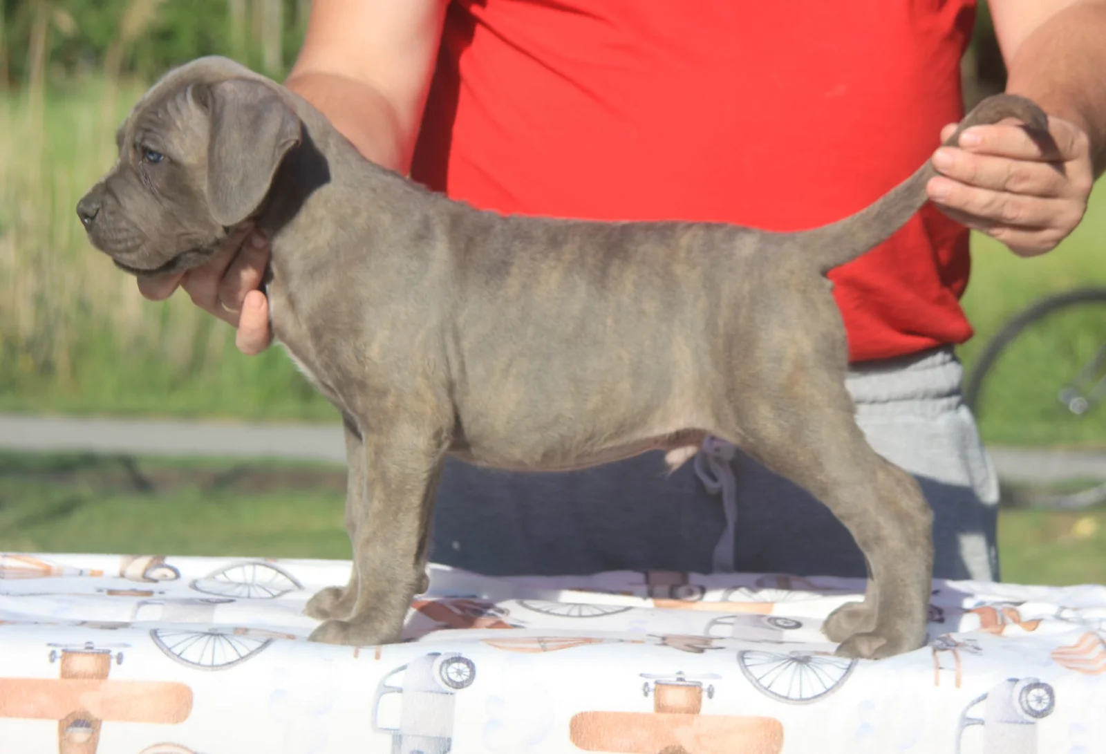 Cane Corso štenci