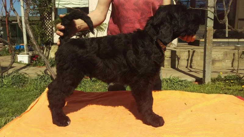 Black Russian Terrier