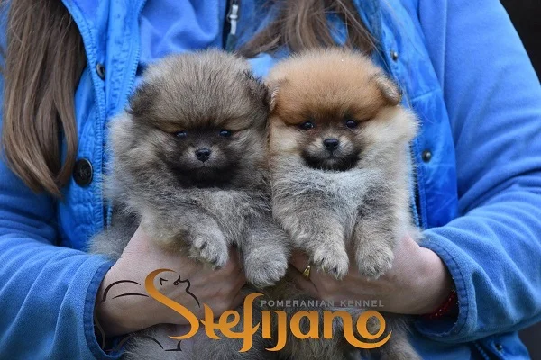 Pomeranac Boo štenci