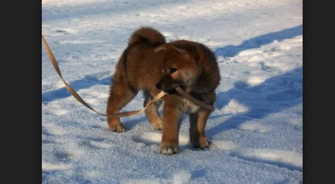 Šiba inu i shar pei stenci na prodaju