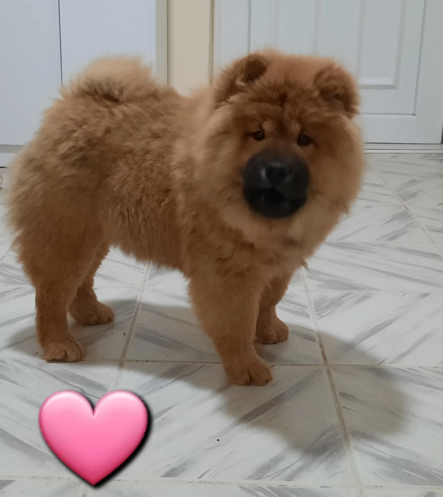 Čau Čau (Chow Chow), mužjak i ženka, štenci