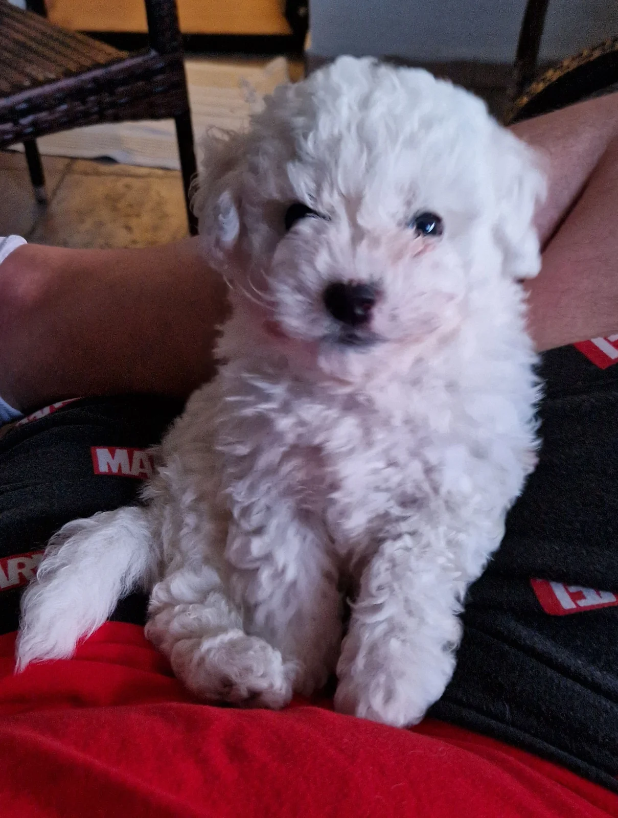 Bichon Frise