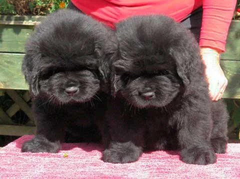 Njufaundlender i labrador retriver stenci na prodaju