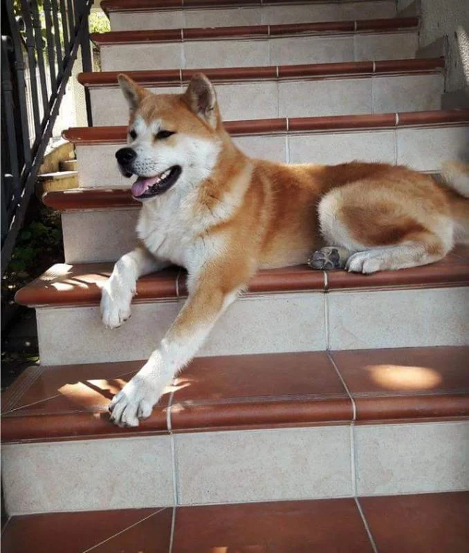 Akita za parenje
