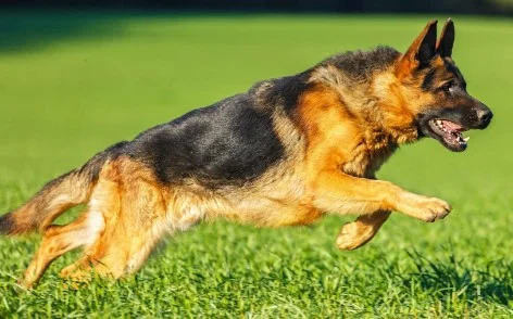 Nemacki ovcar i Belgijski ovcar Malinoa