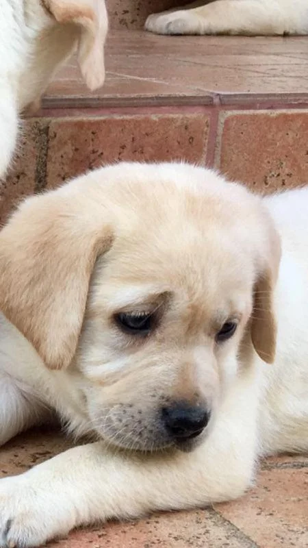 Labrador retriver štenci