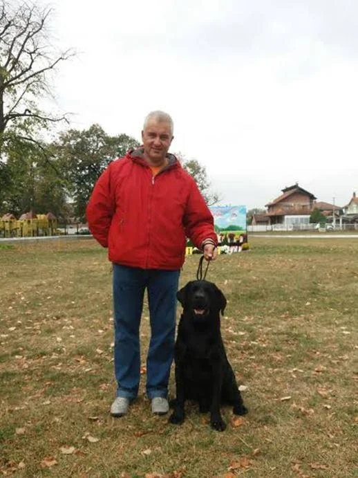 Labrador retriver