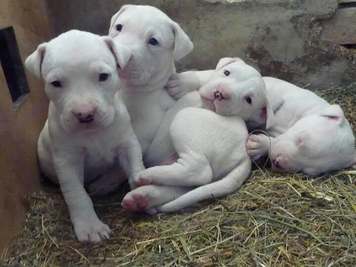 Dogo argentino i bulterijer stenci na prodaju