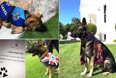 Полициско куче е отпуштено затоа што е премногу добро