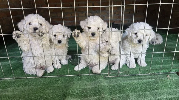 Predivni čistokrvni štenci kovrdžavog bišona - bichon frise