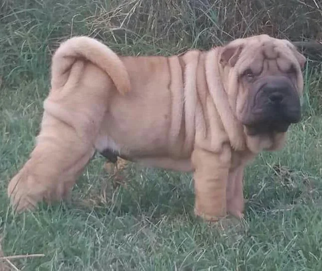 Sar pei prelepa stenad