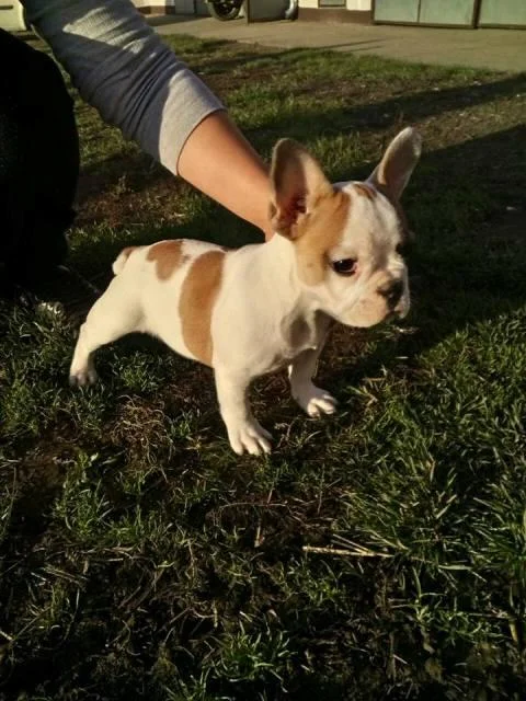 Francuski Buldog, zensko stene