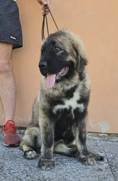Kavkaski ovčar vrhunski štenci