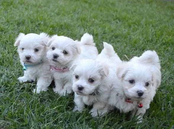 Maltezer i coton de tulear stenci na prodaju