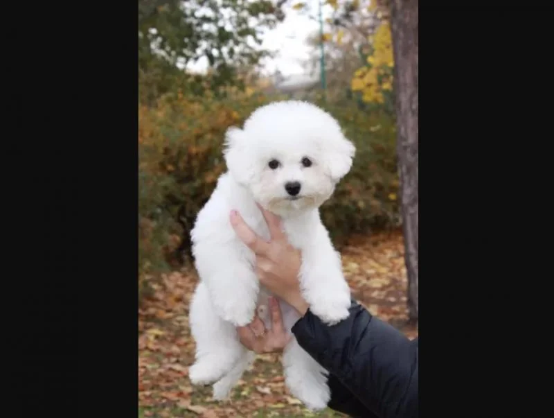 Bichon i bolonjezer stenci na prodaju