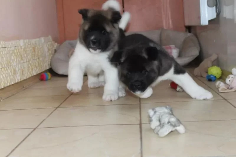 Akita inu i aljaski malamut stenci na prodaju